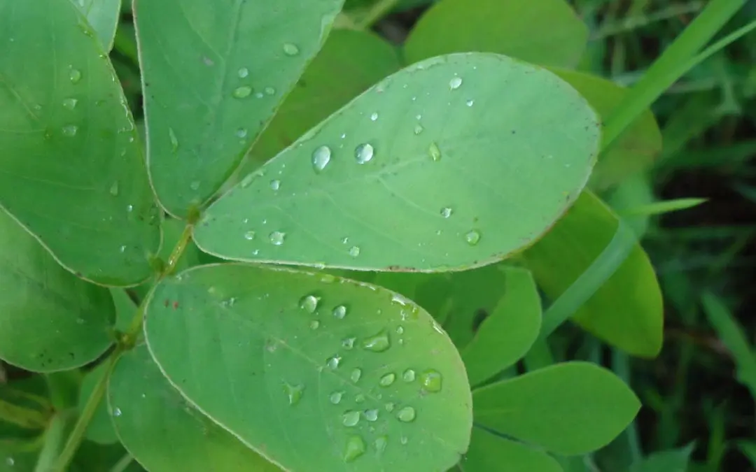 NAACP | What Do Clean Air, COVID-19, and Earth Day Mean to Me?
