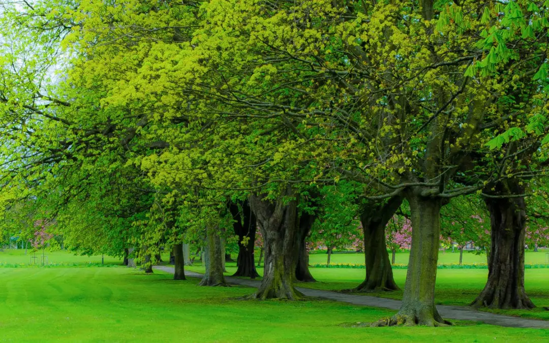 Saving MA Forests: The Fight for Clean Air During COVID-19 and Climate Change