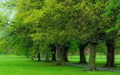 Saving MA Forests: The Fight for Clean Air During COVID-19 and Climate Change
